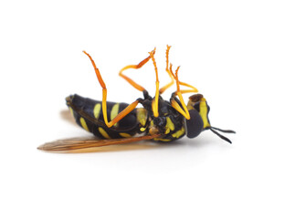 One dead wasp.
