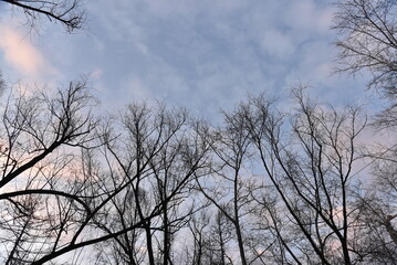 Black tree branches against a blue sky without leaves.