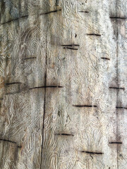 Surface old oak texture