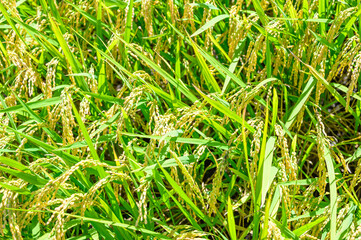 Korean traditional rice farming. Korean rice farming scenery. Korean rice paddies.Rice field and the sky in Ganghwa-do, Incheon, South Korea.