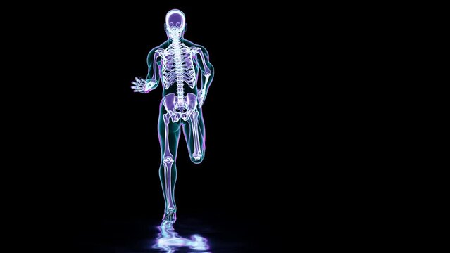 skeleton system of running man, bone Anatomy while run, human physical and sport, joggers, running man, medically accurate, fitness, loop animation, 3d render