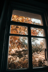 Autumn yellow trees, leaves outside the window.