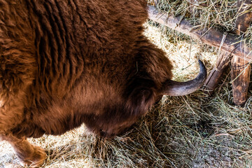 European Bison, also known as the wisent, the zubr, or sometimes colloquially as the European buffalo. © Sulugiuc