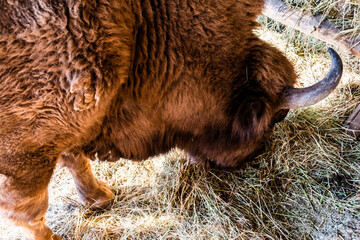 European Bison, also known as the wisent, the zubr, or sometimes colloquially as the European buffalo. © Sulugiuc