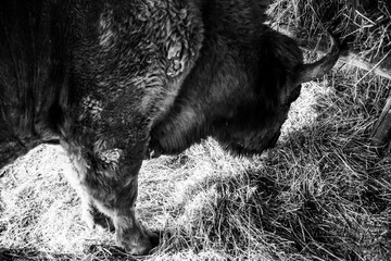 European Bison, also known as the wisent, the zubr, or sometimes colloquially as the European buffalo. © Sulugiuc