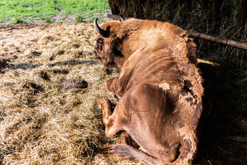 European Bison, also known as the wisent, the zubr, or sometimes colloquially as the European buffalo. © Sulugiuc