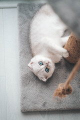 Close up of a cute scottish fold kitten playing with a scratching post. Cat playing with a rope on a cat scratch stand
