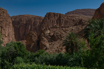Fototapeta premium Todra gorge in Morocco, red rocks in Morocco, exploring the gorge, beautiful Moroccan landscape