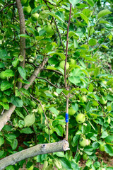 Grafting on a branch of a fruit tree in the garden