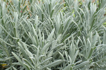 Obraz premium lavender plant