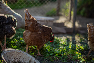 Chickens on a farm with a blurred background in the rays of the setting sun
