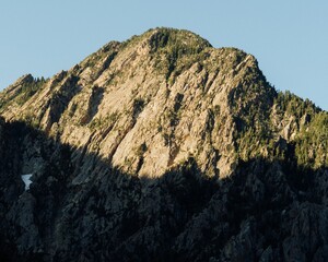 Mountain Pea in Big Cottonwood Canyon, Utah