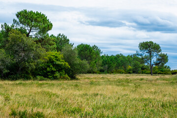 Obraz premium Grass and Trees