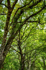 Fototapeta premium Old Tree