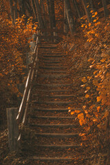 wooden stairs sprinkled with fallen yellow autumn leaves from trees in the garden