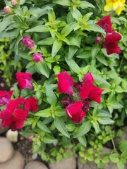 red roses in a garden