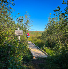Boardwalk in the woods