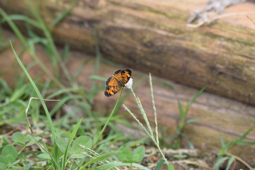 butterfly