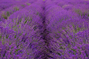 Naklejka na ściany i meble blooming lavender field, lavender in a row