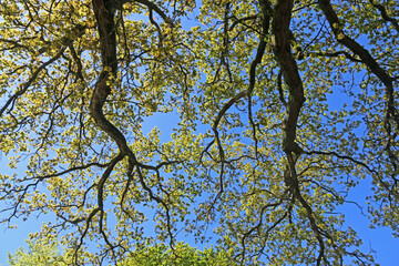 Fototapeta na wymiar Looking up at a tree in Spring 