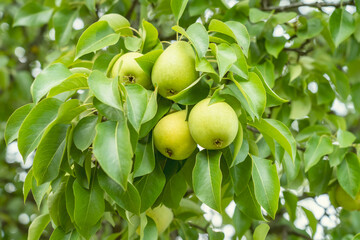 hand close-up holds ripe pears on a branch, farmer harvests pears