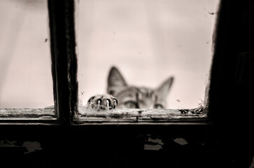 Fototapeta na wymiar garra de gato en ventana
