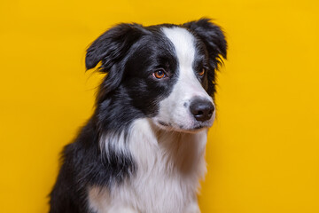 Naklejka na ściany i meble Funny portrait of cute puppy dog border collie isolated on yellow colorful background. Cute pet dog. Pet animal life concept.