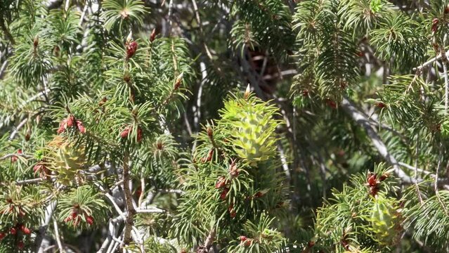 Green immature megastrobilus ovulate cones bearing exserted tridentine unfused bracts of Pseudotsuga Macrocarpa, Pinaceae, native monoecious evergreen tree in the San Rafael Mountains, Spring.