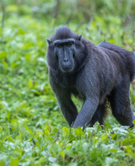 Naklejka premium Sulawesi-crested macaque