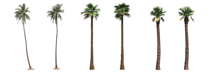 palm tree, isolate on a transparent background, 3D illustration - obrazy, fototapety, plakaty
