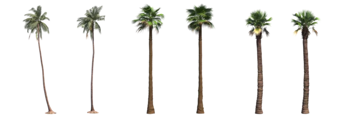 Poster palm tree, isolate on a transparent background, 3D illustration © vadim_fl