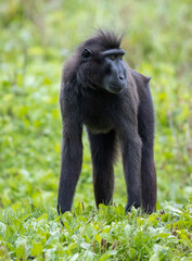 Sulawesi-crested macaque