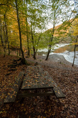 leaves on autumn, bolu seven seas national park colored leaves on trees and ground