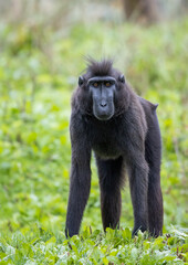 adult macaque staring at camera