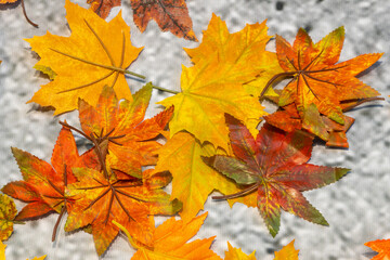 Naklejka na ściany i meble Fake autumn leaves blurred selective focus.. 