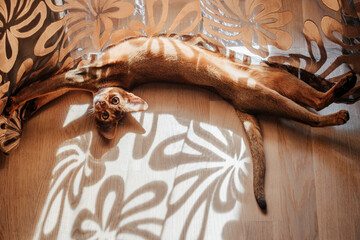 Fototapety na wymiar - Fototapeta24.pl