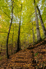 Fototapeta premium leaves on autumn, bolu seven seas national park colored leaves on trees and ground