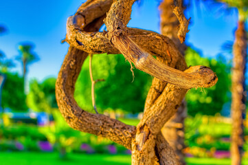 Plant branches intertwined close up.