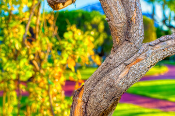 Plant branches intertwined close up.
