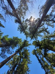 sky and tree