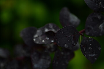 background of branches from red leaves of a shrub on a green background, kali dew on deep red leaves after rain, texture of autumn trees on bokeh background, 