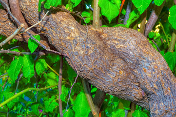 Plant branches intertwined close up.