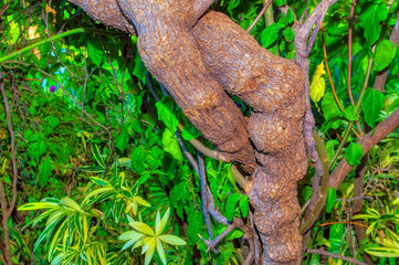 Plant branches intertwined close up.