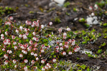 Moss Heather (Harrimanella hypnoider)