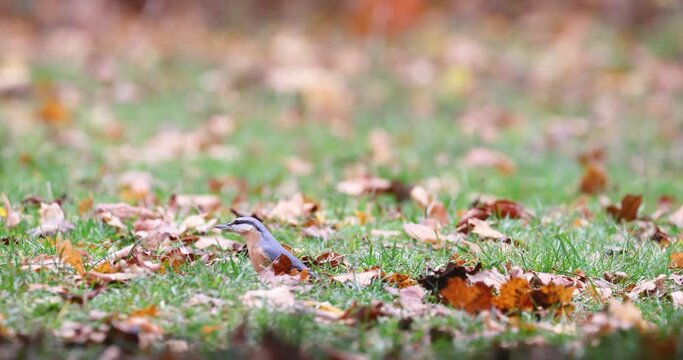 Sitta europaea (Wood Nuthatch) in the autumn woods.
