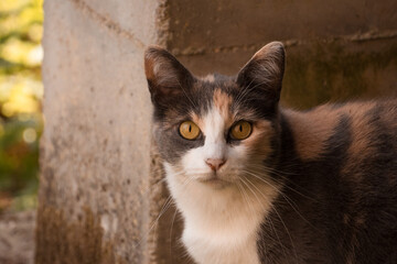 tricolor cat with big orange eyes