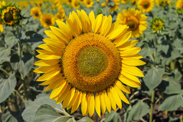 Fototapeta premium The blooming common sunflower on the agricultural field