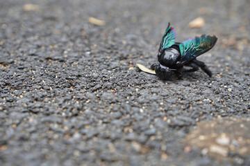 Close-up to green-winged scarab on concrete road