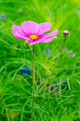 the pink cosmos