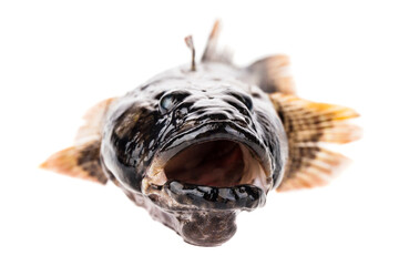 Fresh fish goby isolated on white background.